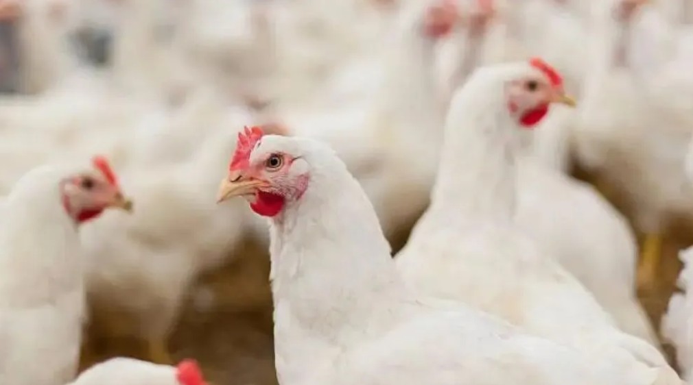 Losses at the farm level prompt reluctance to sell, while slaughterhouses build up high inventories: the white-feather broiler industry remains mired in difficulties — Illustration 1