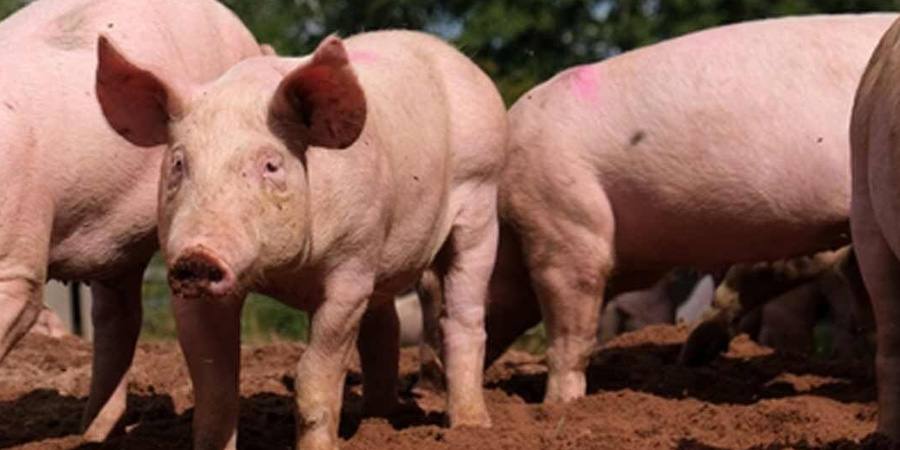 Thai farm-gate pig reference prices rise THB4/kg as analysts expect CPF Q3 profit to fall 51%