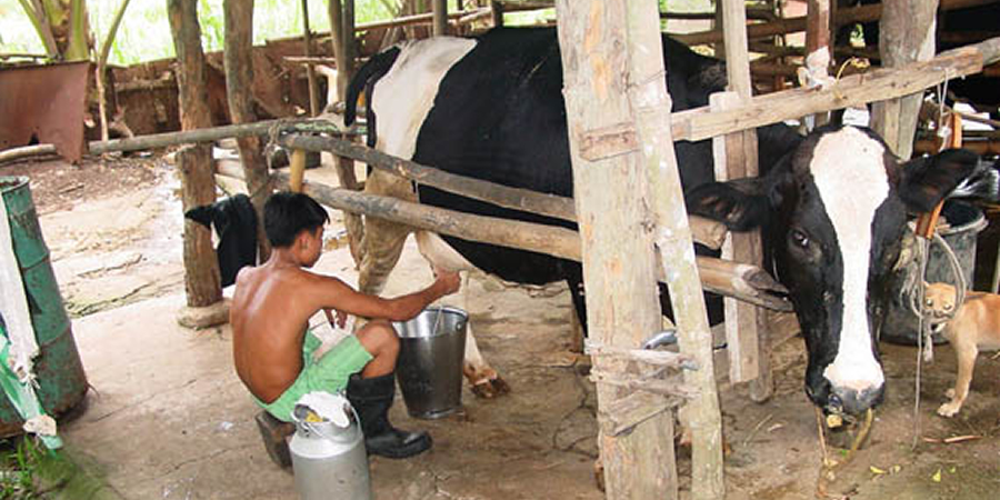 Thai dairy cooperative reaches 75% GAP certification as members adopt digital herd records