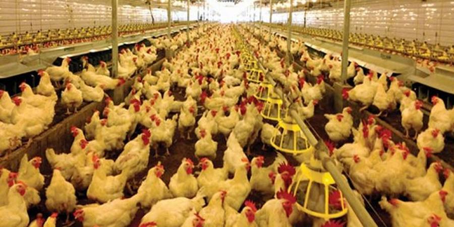 China's Sunner Development posts highest quarterly recurring profit since 2021 despite weak broiler prices