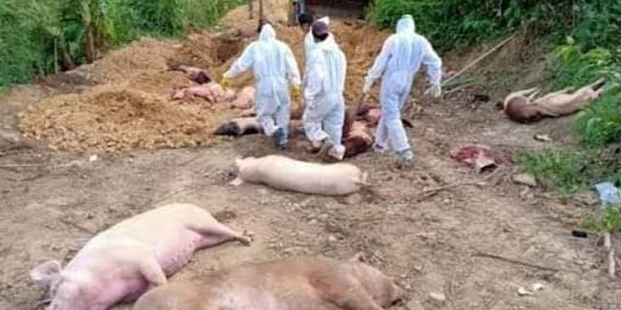 India's Andaman and Nicobar Islands ban pig and pork movement after African swine fever confirmed