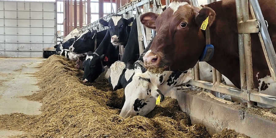Vietnam's dairy strategy targets 2.6 billion litres of domestic raw milk by 2030