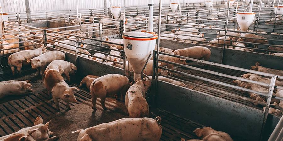 Live pig prices in Vietnam's Dong Nai fall below production costs after salbutamol case