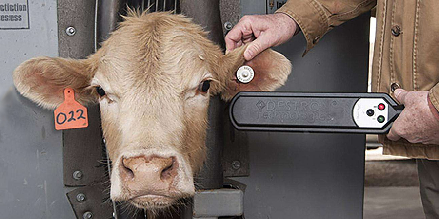 Malaysia's Sabah eyes Australian breeding cattle to build up local beef herd