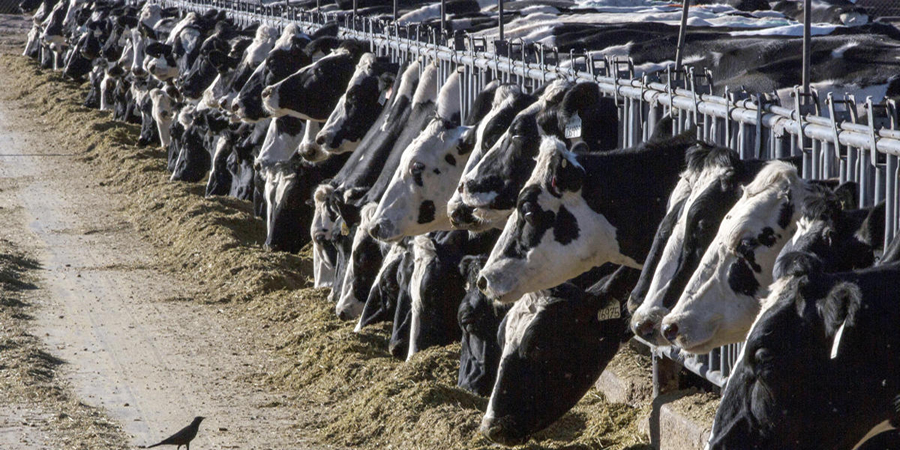Malaysia's Jemaluang Dairy Valley targets 5.5 million litres of milk output by end-2026