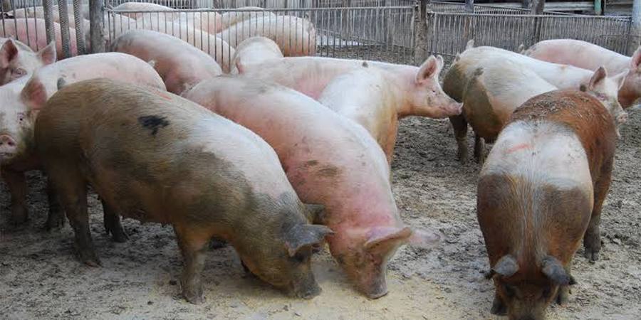 Malaysian opposition MP urges government to consider shutting pig farms in favour of pork imports