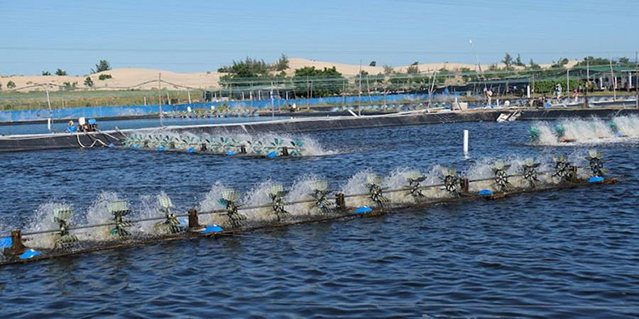 Self-taught Vietnamese inventor develops automatic shrimp feeder and oxygen alert system
