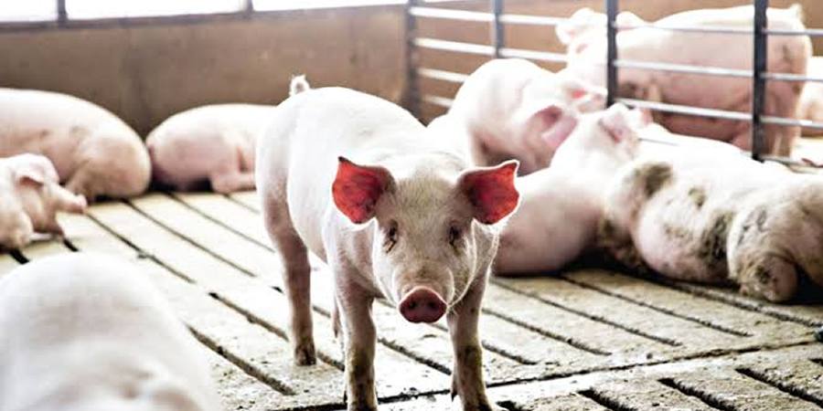 Philippines' DA to distribute 1,375 pigs to CALABARZON farms for swine recovery