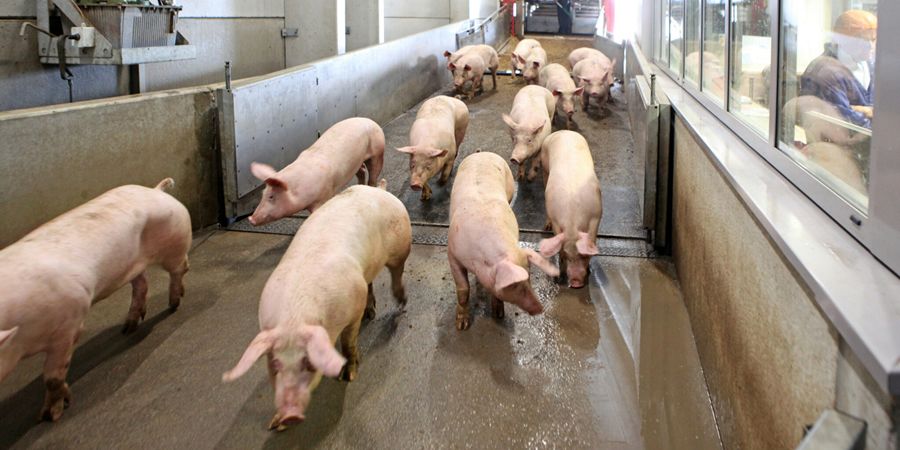 African swine fever spreads in Vietnam's Mekong Delta as Can Tho reports six new outbreaks and Ca Mau culls 1,375 pigs