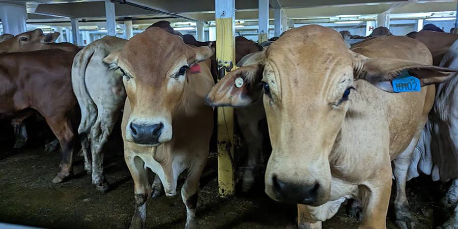 Brazil's fed cattle-beef carcass price gap narrows to three-year low