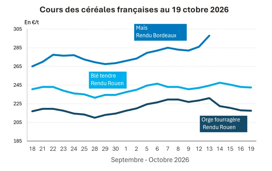 Marché des céréales du 19 octobre 2026 –  L'abondance de l'offre mondiale continue de peser sur les cours du blé et du maïs — Illustration 1