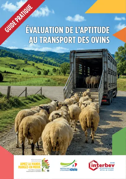Un guide pour évaluer l’aptitude au transport des ovins — Illustration 1