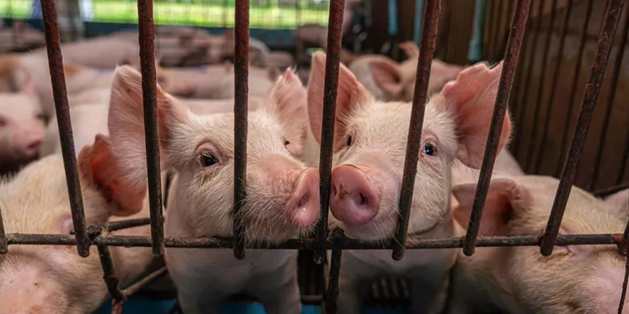 Muyuan-backed venture wins approval for VND 3.6 trillion pig farm and feed mill complex in Vietnam's Gia Lai