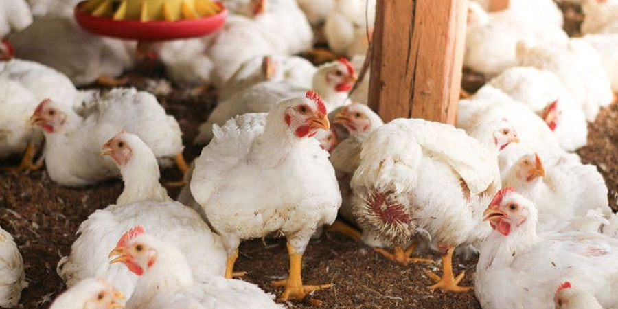 Malaysia's poultry sector to stay resilient on steady demand but feed import reliance remains key risk, says MBSB IB
