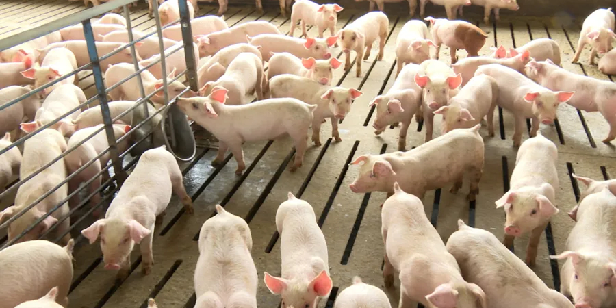 Malaysia's LDP warns closing pig farms would weaken food security, rejecting MP's call to rely on pork imports