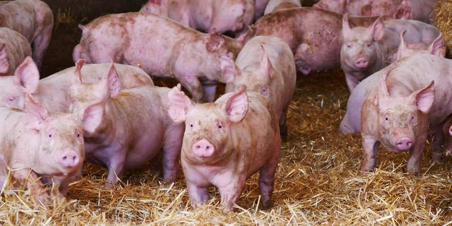 Vietnam's An Giang reports 12th African swine fever outbreak of the year in Hon Dat commune