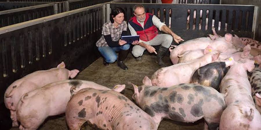 Vietnam's Quang Ngai project builds biosecure 250-sow pig breeding herd for mountain communities