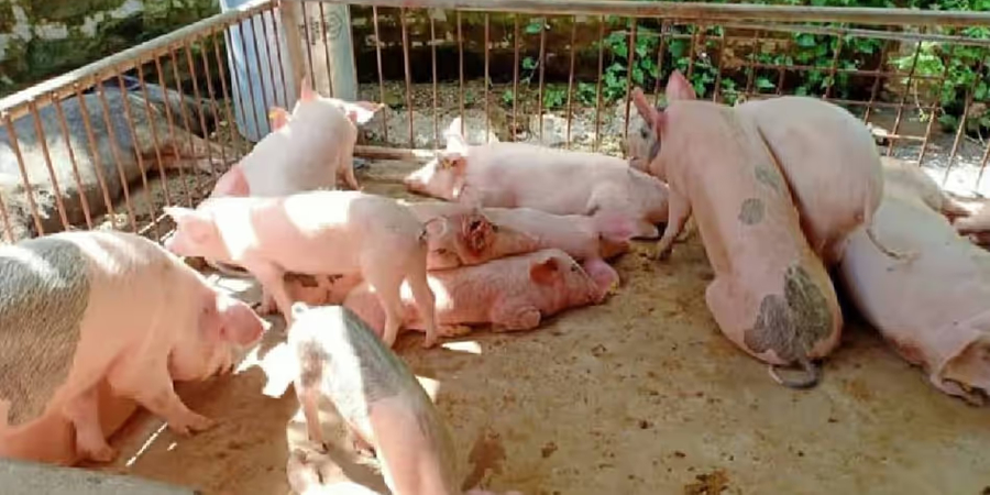 Vietnam's live pig prices range from VND47,000 to VND52,000/kg as central provinces trade below VND50,000
