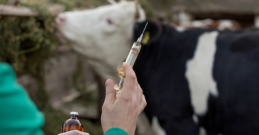 Vietnam's Quang Tri orders urgent livestock vaccination as FMD and lumpy skin disease coverage lags