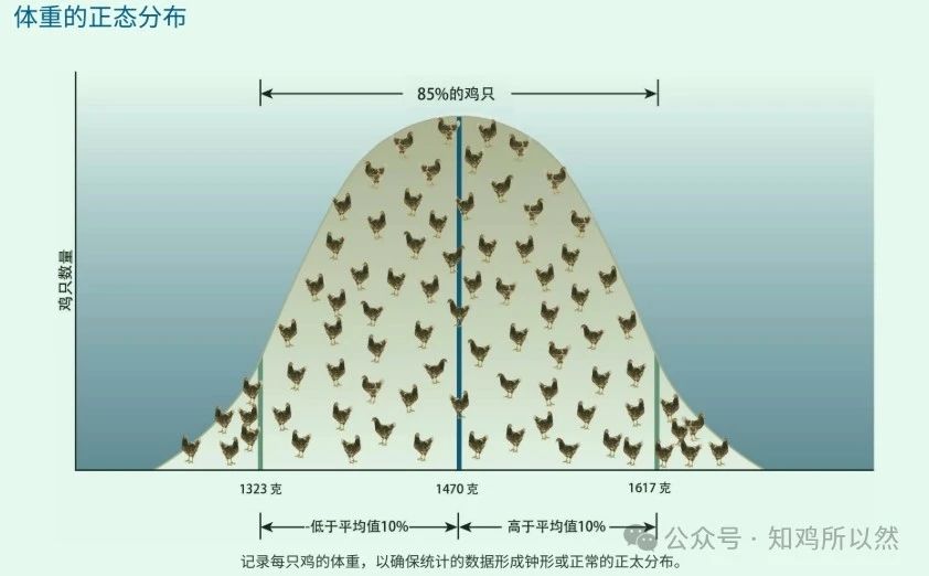 How can you improve chick flock uniformity besides sorting the flock? — Illustration 1