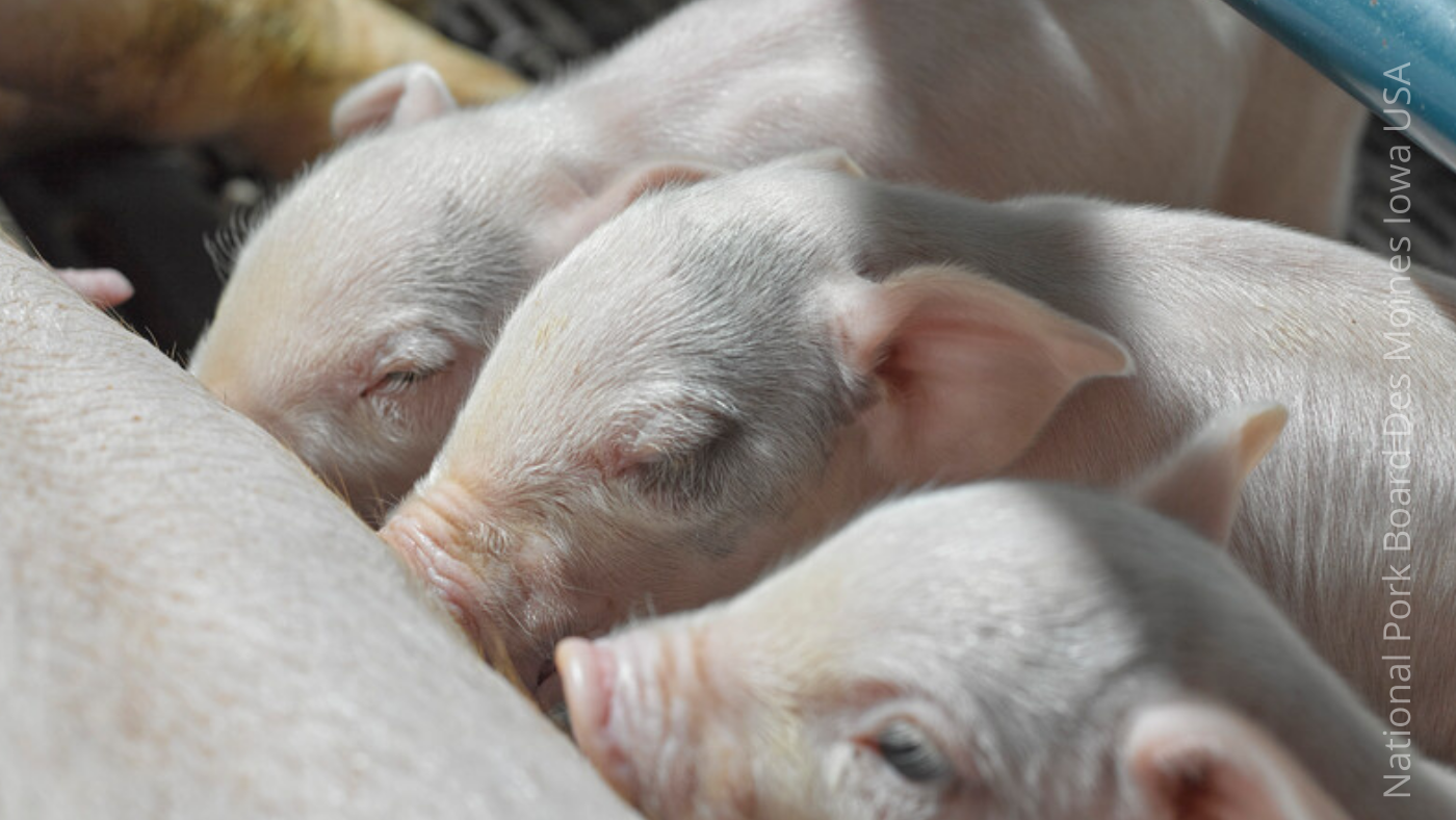 Poland: New forms of support for pig farming — Illustration 1