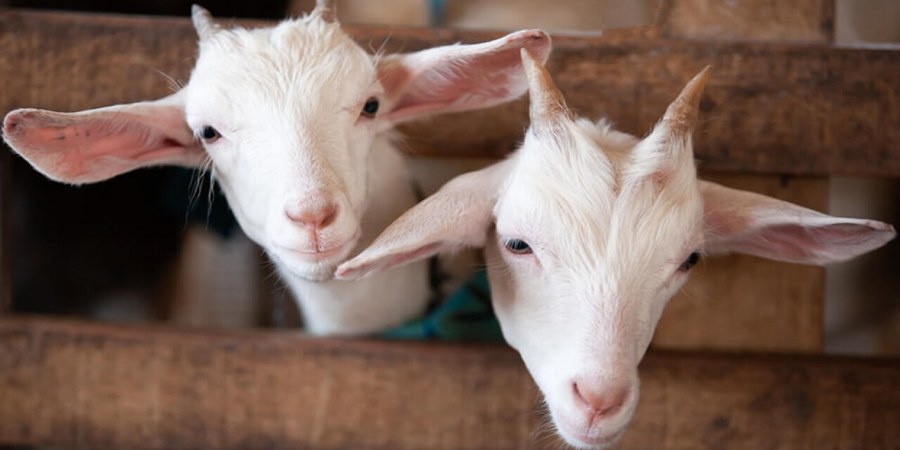China's Shaanxi builds RMB20 billion dairy goat chain in Fuping as Hongxing Meiling runs 70,000 goats