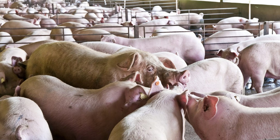 Philippines' Western Visayas hog production rises 40.1% in second quarter