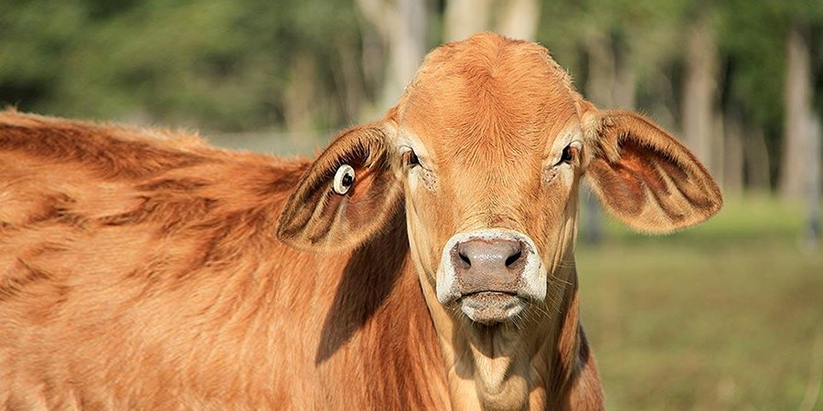 US confirms first New World screwworm case in wildlife and new infestation in New Mexico beef cow