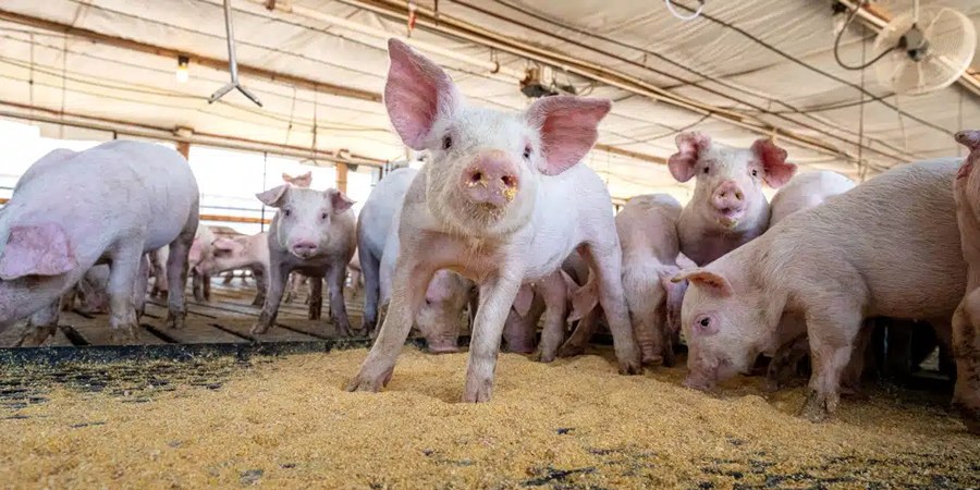 China's Wens Foodstuff narrows Q3 loss to RMB596 million as broilers offset hog losses