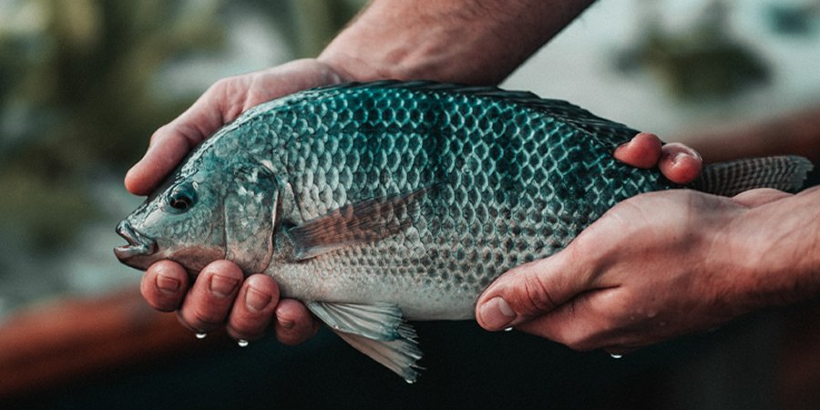 Egypt farmed fish, crustaceans to gain EU market access from November
