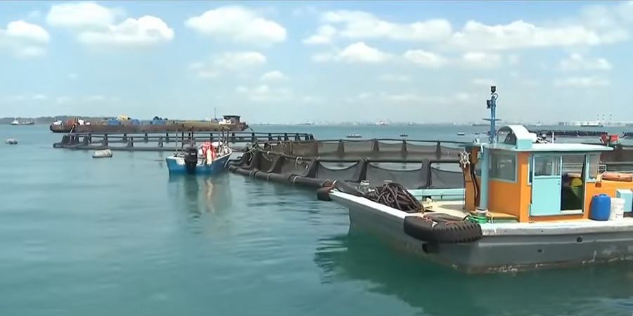 Indonesia enforces permanent ban on clear lobster seed exports