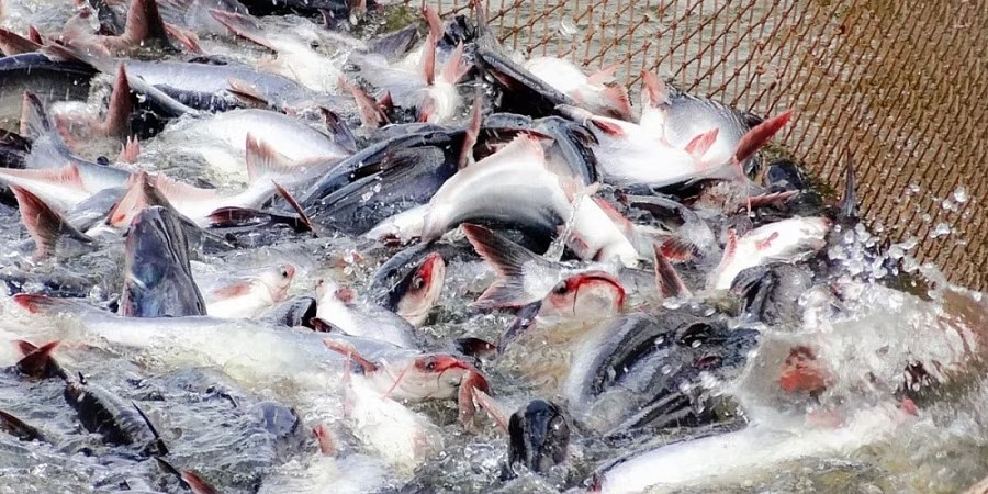 Feed accounts for 75% of fish farming costs as Congo-Brazzaville turns to aquaculture
