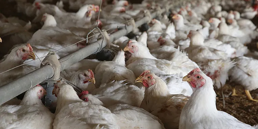 USDA forecasts Philippine chicken output up 5.8% in 2027 as imports climb 14.7%