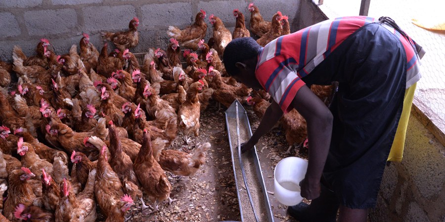 Nigerian poultry farmers cut flocks as feed costs rise and demand weakens