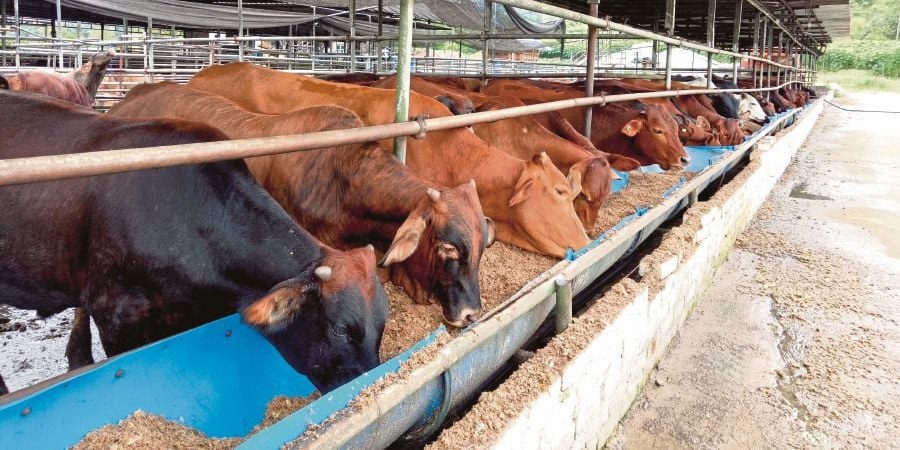 USDA adds regional cash cattle price report as negotiated trade shrinks