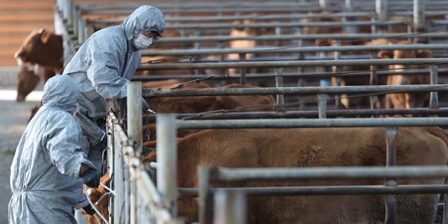 USDA to resume Mexican cattle imports at two more ports as screwworm restrictions ease