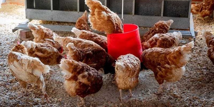 Charoen Pokphand Indonesia studies entry into Senegal's protected poultry market