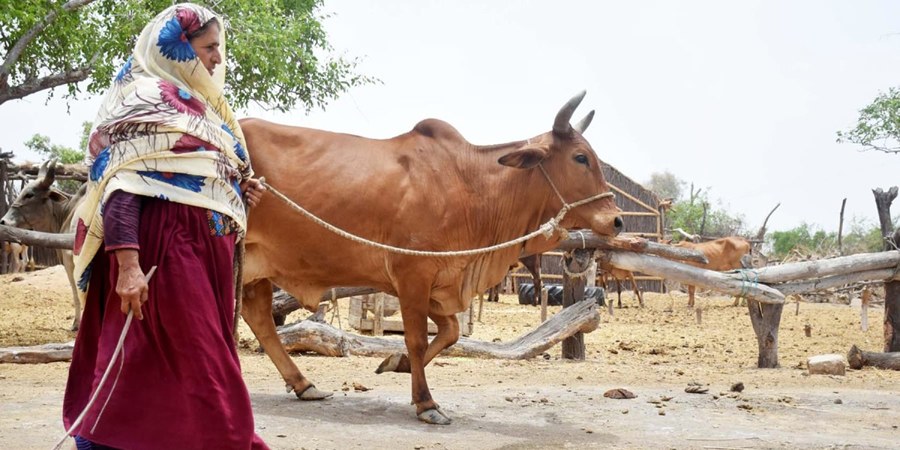 Mali weighs six-month suspension of live livestock exports as meat prices climb