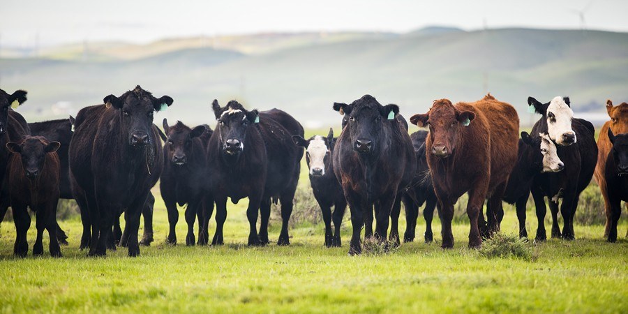 ICE targets 7 December launch of US cattle and hog futures to challenge CME