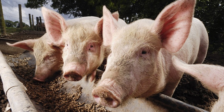 Hog raisers in Philippines' Cebu and Negros Occidental seek price floors as liveweight prices slump