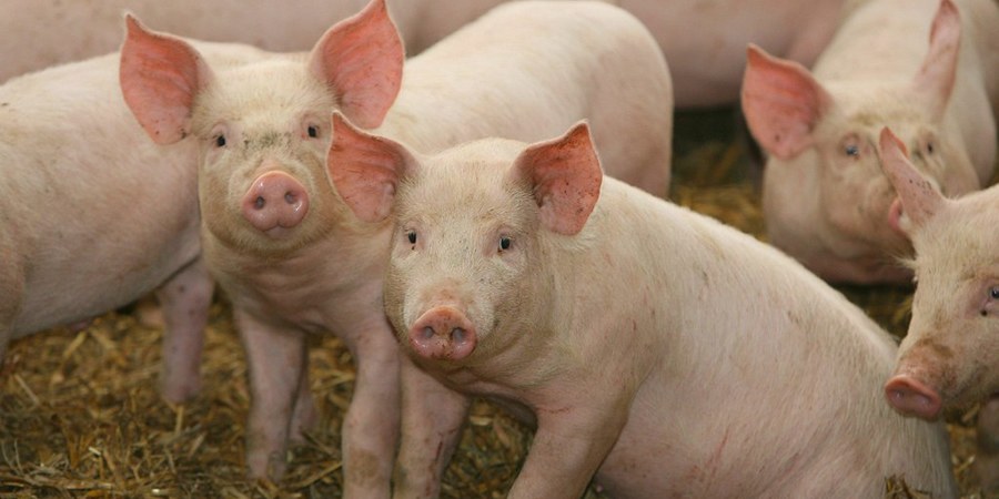 Philippine hog raisers stage three-day pork holiday over losses and imports