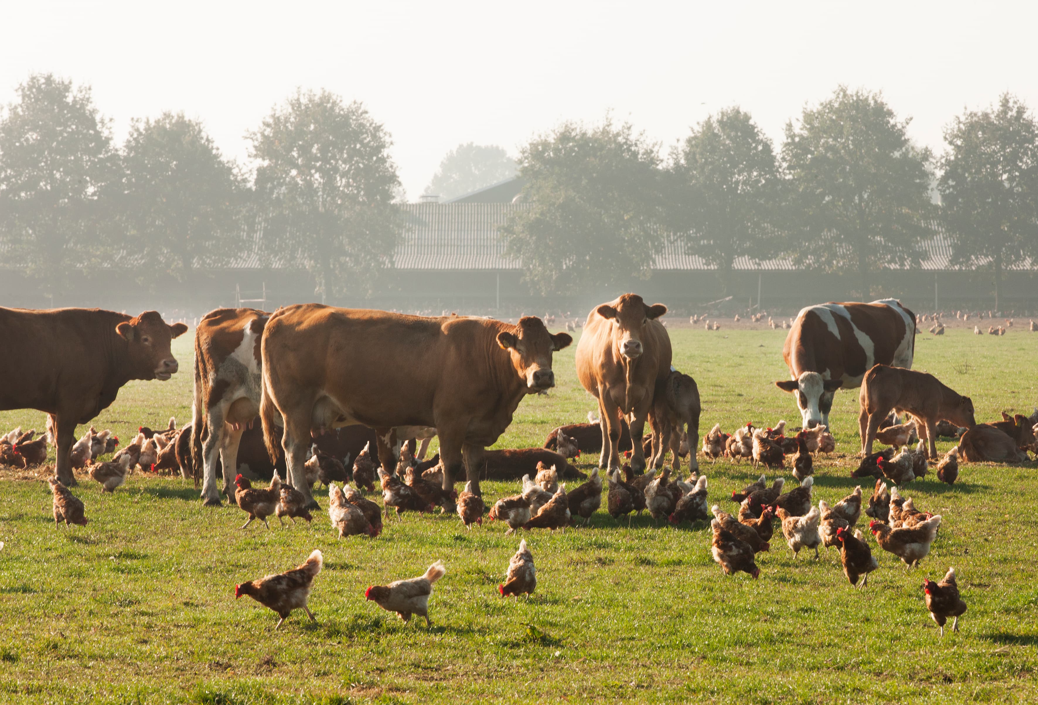 27187/1.Chickens and cows_hbs406997-04_hans Banus (2).jpg