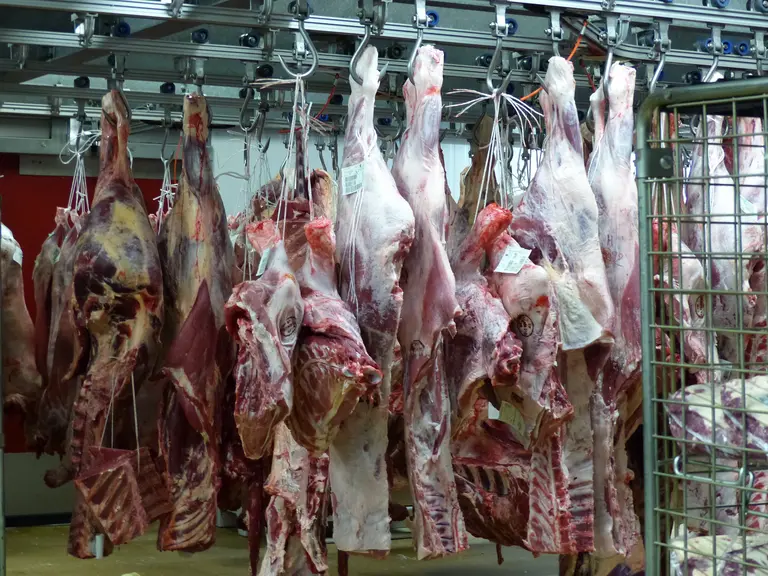 Cattle: the sluggish meat trade is not helping the live cattle market — Illustration 1