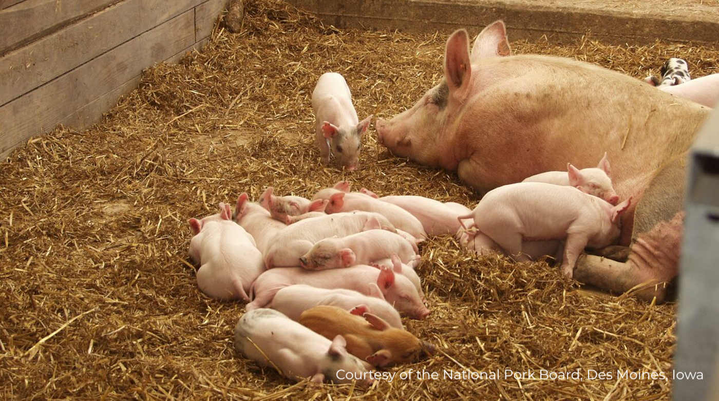 EU-Schweinefleischproduktion und -exporte dürften 2027 zurückgehen — Illustration 1