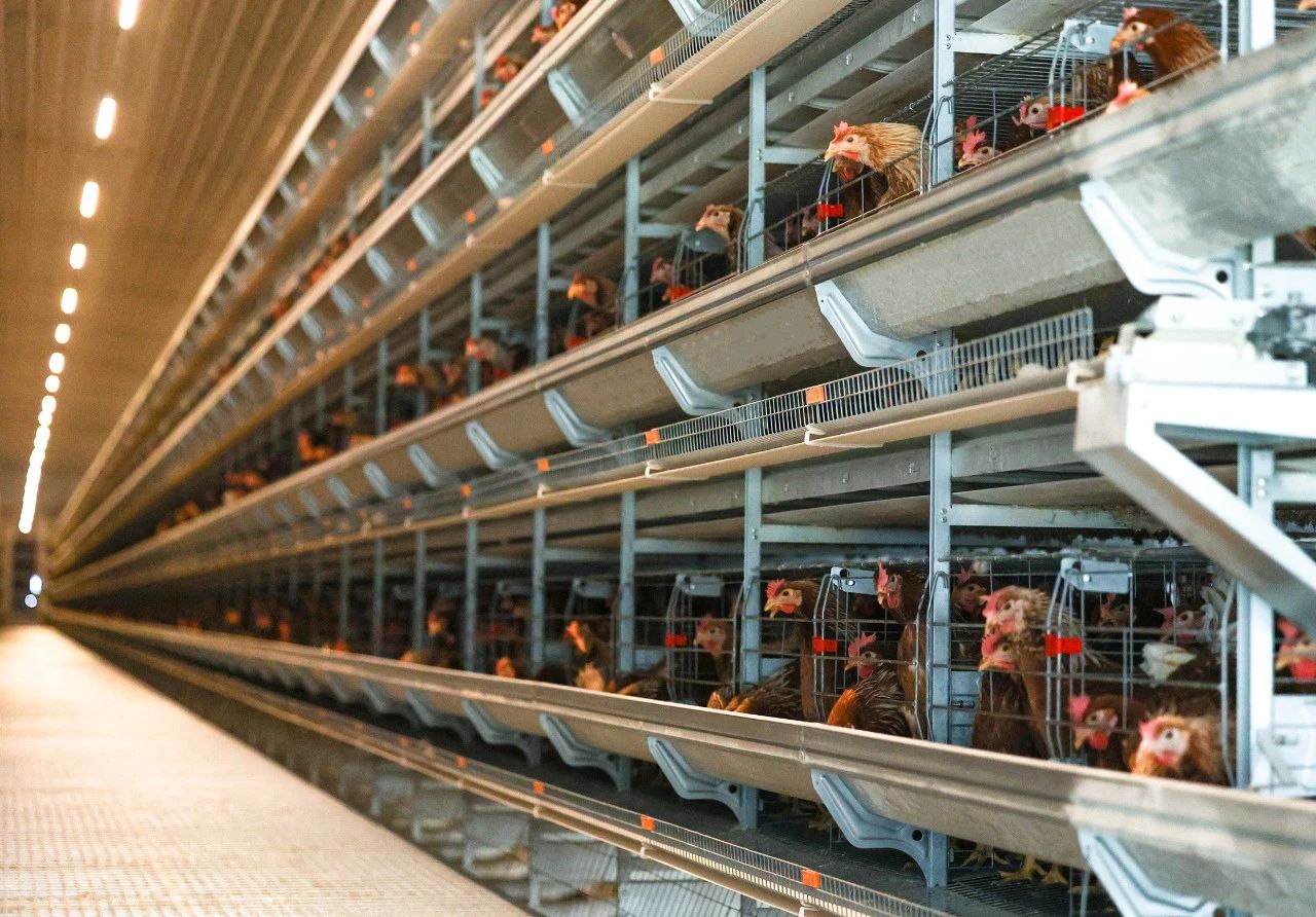 In autumn, how can ventilation in chicken houses be properly managed? — Illustration 4