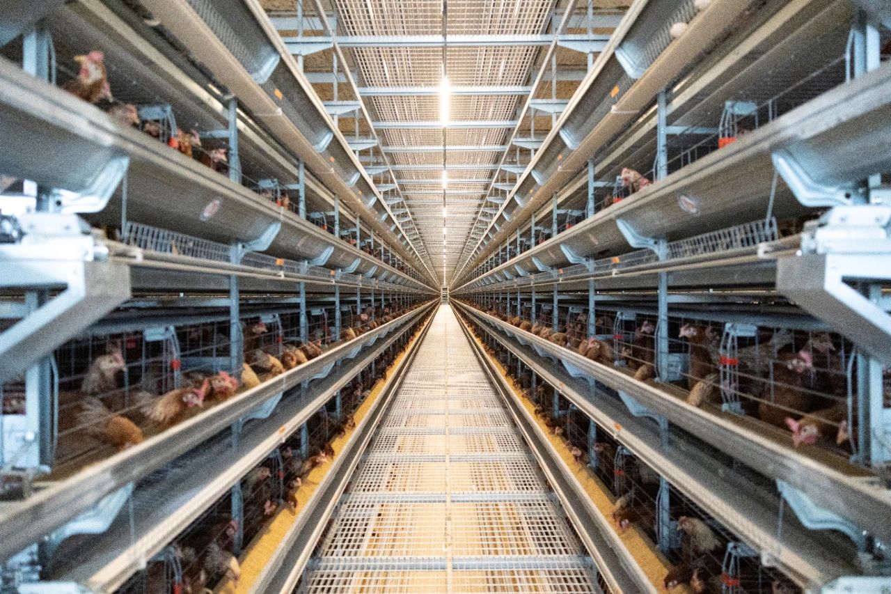 In autumn, how can ventilation in chicken houses be properly managed? — Illustration 1
