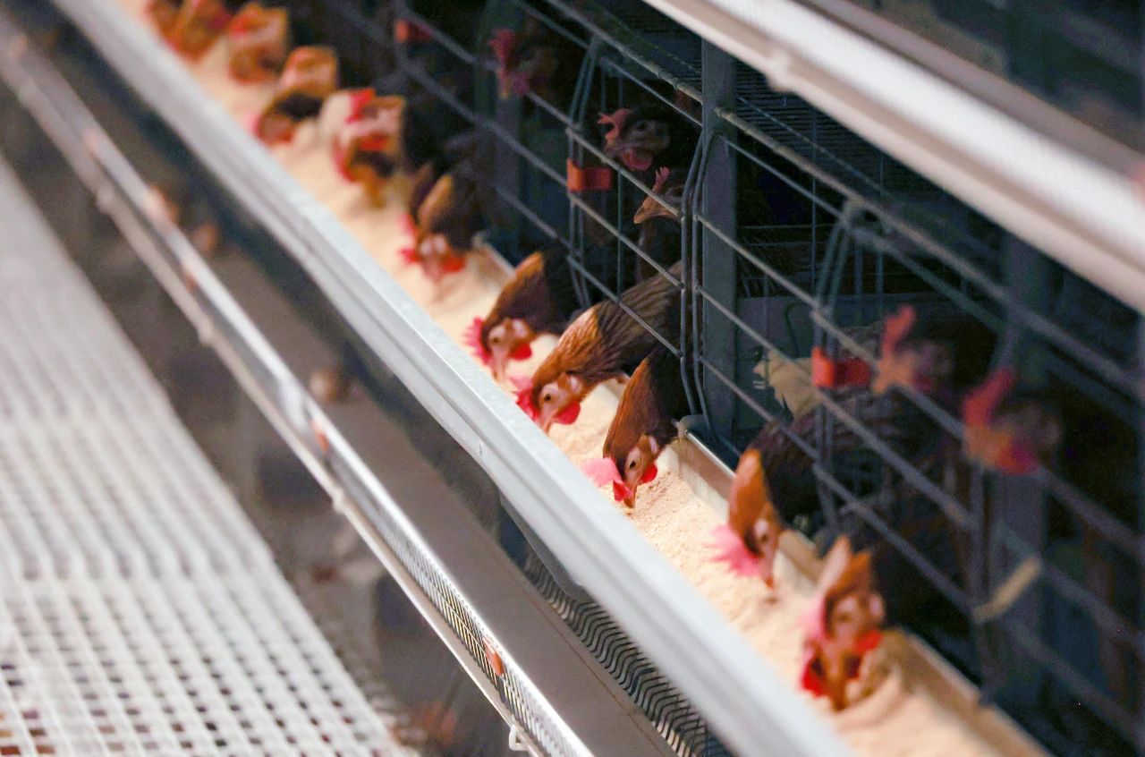 In autumn, how can ventilation in chicken houses be properly managed? — Illustration 5