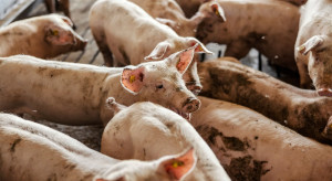 Złe wieści z niemieckiego rynku trzody. Cena tuczników ponownie w dół