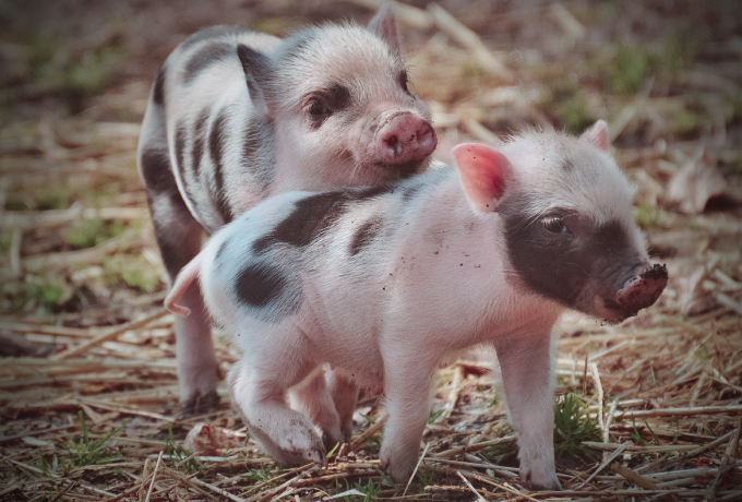 Prices Fall Across Much of the Country! Hog Prices Continue to Decline Amid Supply and Demand Pressures — Illustration 2