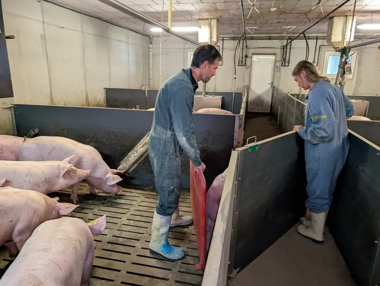 Which work organization model does your pig farm fit into? — Illustration 1